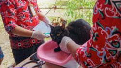 Ada Layanan Pemeriksaan Hewan Gratis di Gelaran PEDA XI Kubar
