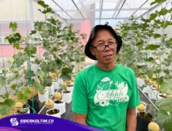 Manis dan Menggiurkan! Melon Hidroponik Jadi Primadona Baru Petani di PEDA XI Kaltim 2025